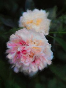 Summer Peonies by Helen White